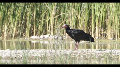 Northern Bald Ibis