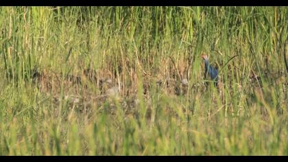 Purple Swamphen