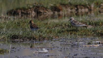 Little Stint