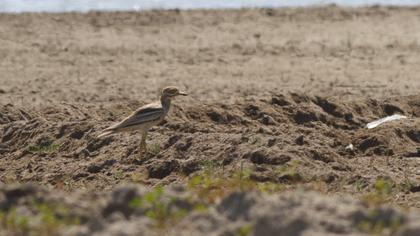 Eurasian Stone-curlew