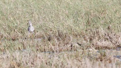Wood Sandpiper