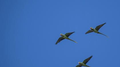 Alexandrine Parakeet