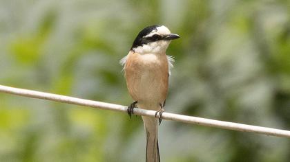 Masked Shrike