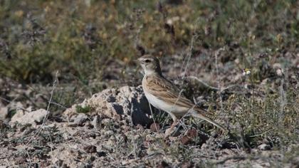 Greater Short-toed Lark