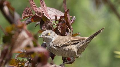 Barred Warbler