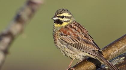 Cirl Bunting