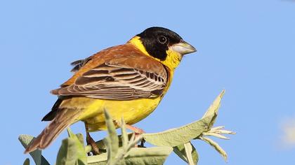 Black-headed Bunting
