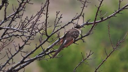 Great Spotted Cuckoo
