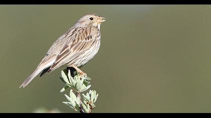 Corn Bunting