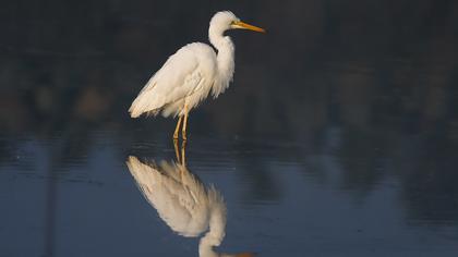 Great Egret
