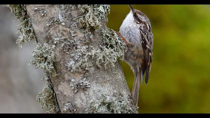 Short-toed Treecreeper