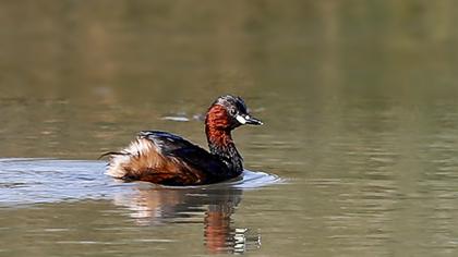 Little Grebe