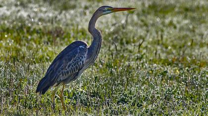 Purple Heron