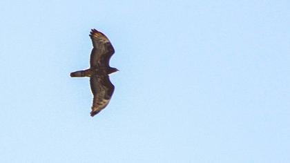 European Honey Buzzard