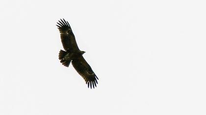 Lesser Spotted Eagle