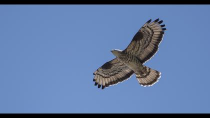 European Honey Buzzard