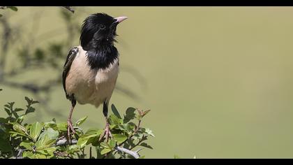 Rosy Starling