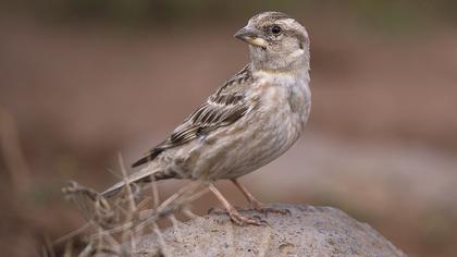 Rock Sparrow