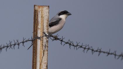 Lesser Grey Shrike