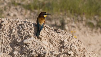 European Bee-eater