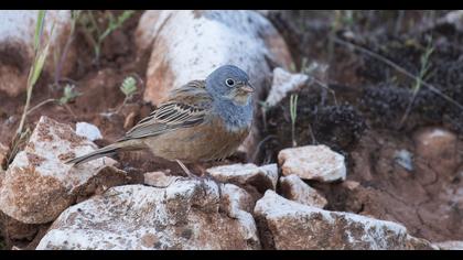 Cretzschmar`s Bunting