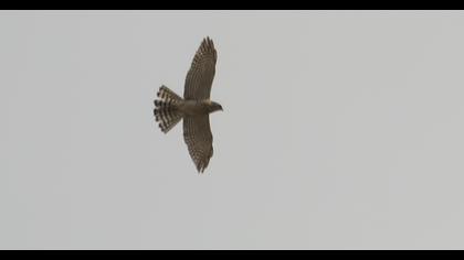 Levant Sparrowhawk