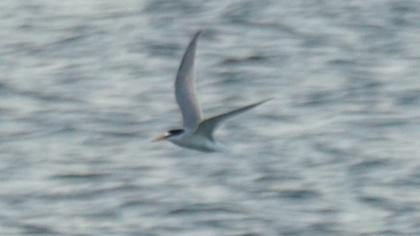 Little Tern