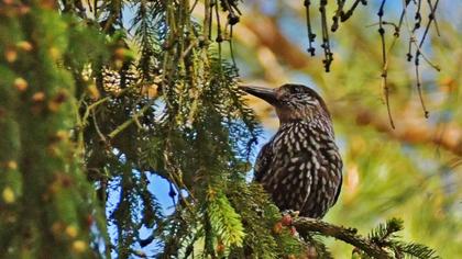 Spotted Nutcracker
