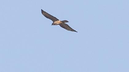 European Honey Buzzard
