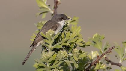 Lesser Whitethroat