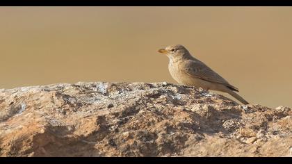 Desert Lark