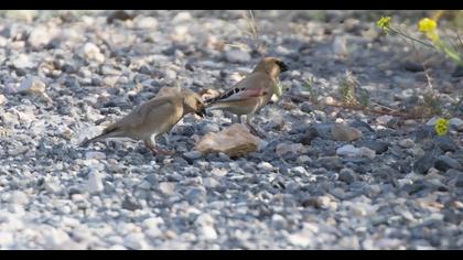 Desert Finch