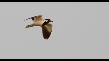 Red-wattled Lapwing