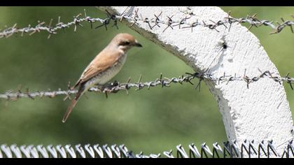 Red-backed Shrike