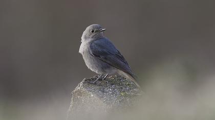 Black Redstart