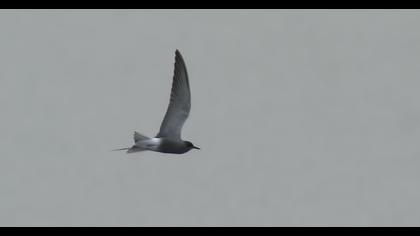 White-winged Tern