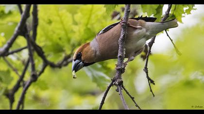 Hawfinch