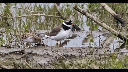 Common Ringed Plover