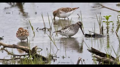 Broad-billed Sandpiper