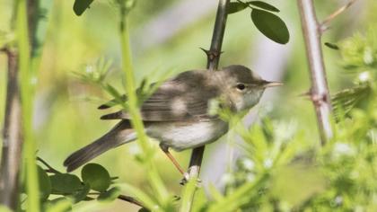 Marsh Warbler