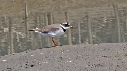 Common Ringed Plover