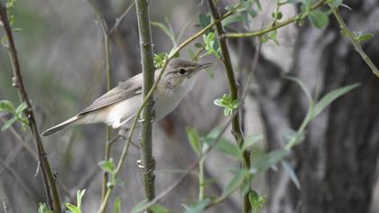 Marsh Warbler