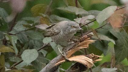 Barred Warbler