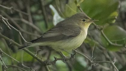 Icterine Warbler
