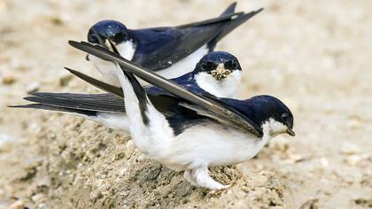 Common House Martin