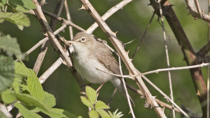Eastern Olivaceous Warbler