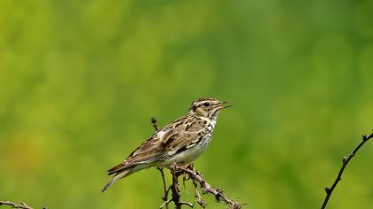 Woodlark