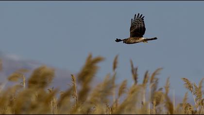 Hen Harrier