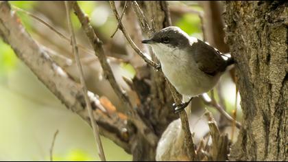 Lesser Whitethroat