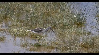 Common Greenshank
